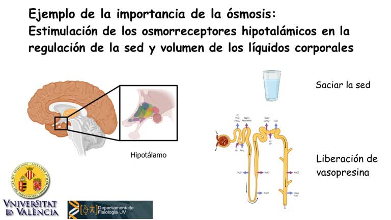 Práctica 1 - Fenómenos osmóticos