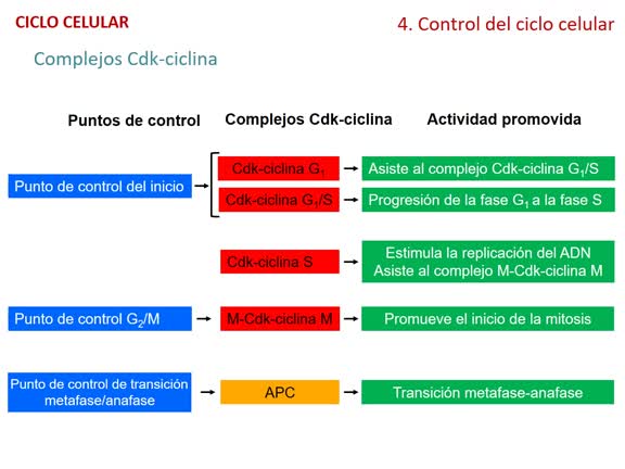 T25 Ciclo celular