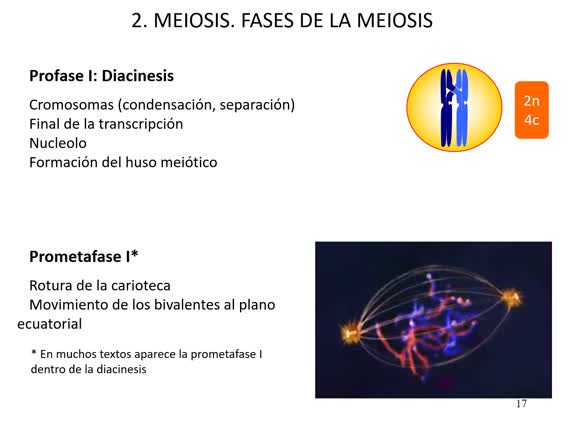 Meiosis grabación