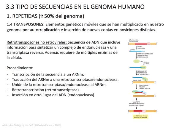 Tema 22 Genoma 24-25