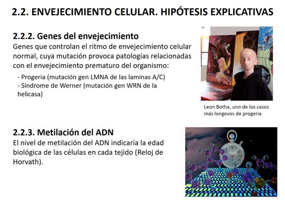 T26 -Envejecimiento y muerte celular  locutado 24-25