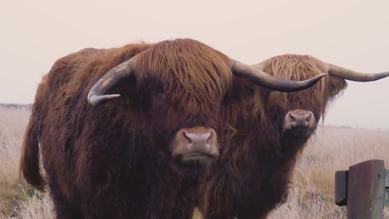 vacas