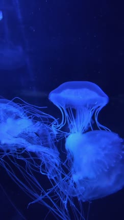 Prueba medusa