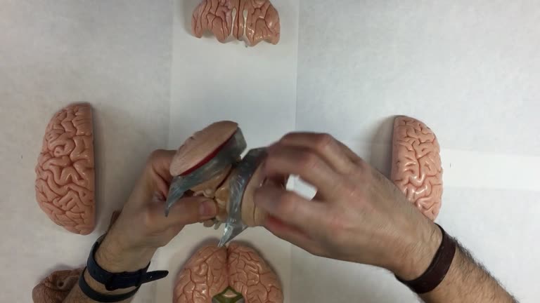 Neurobiología Humana (modelo desmontable)